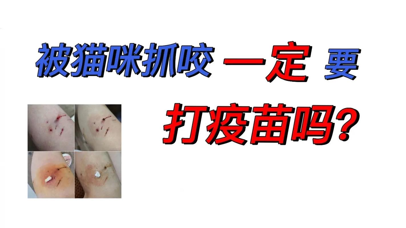 貓咪為何會(huì)咬人？如何避免被貓抓傷？