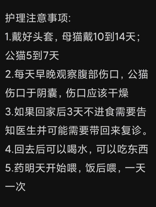 貓咪絕育，愛的守護與健康保障