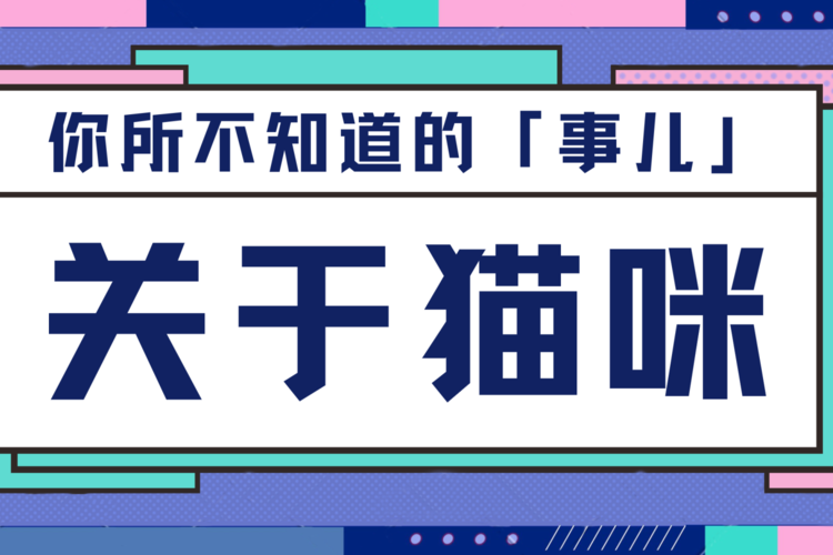 貓咪網(wǎng)站設(shè)計(jì)費(fèi)用解析，打造個(gè)性化毛茸伙伴的正確打開方式