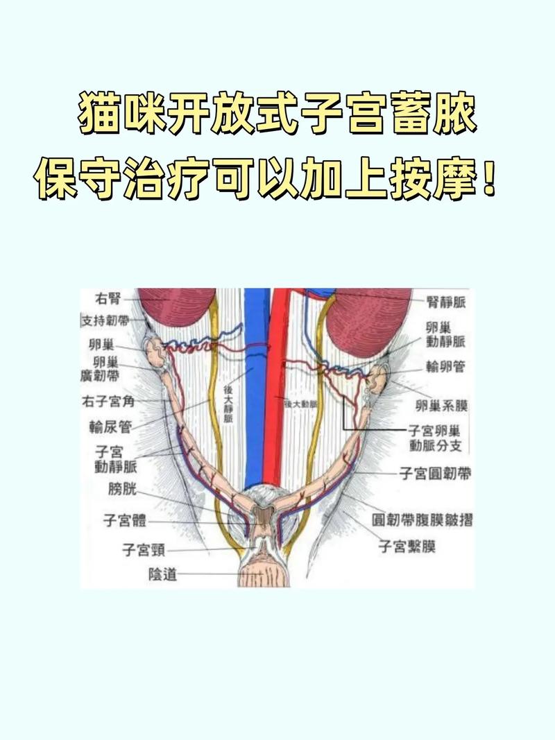 貓咪子宮蓄膿，了解癥狀及早期預(yù)防