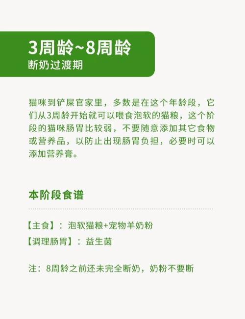 貓咪，一日一次還是每日喂食？探索它們的飲食習(xí)慣