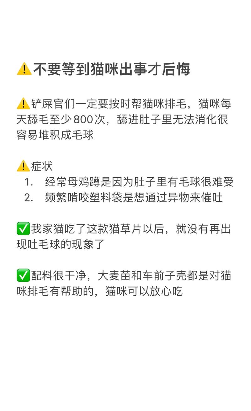 揭秘貓咪的一天飲食，如何科學(xué)喂養(yǎng)你的小寶貝