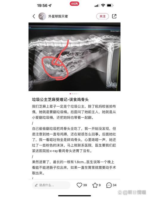 貓咪誤食雞骨頭，急救與預(yù)防指南