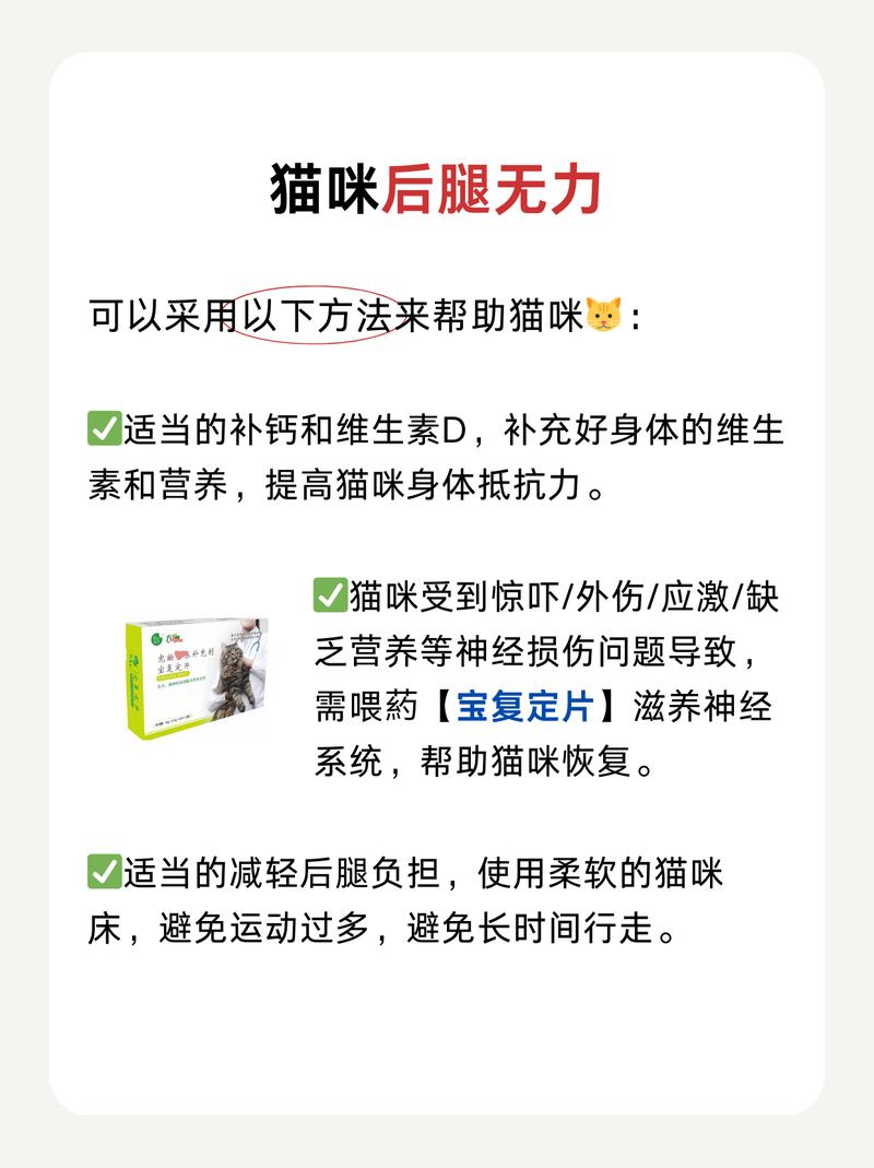 貓咪腿疼，如何識(shí)別與緩解寵物的不適