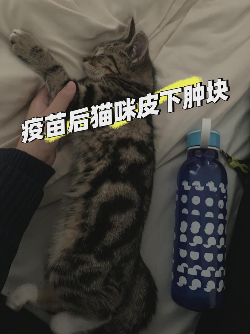 貓咪傷口結痂，如何妥善護理與預防