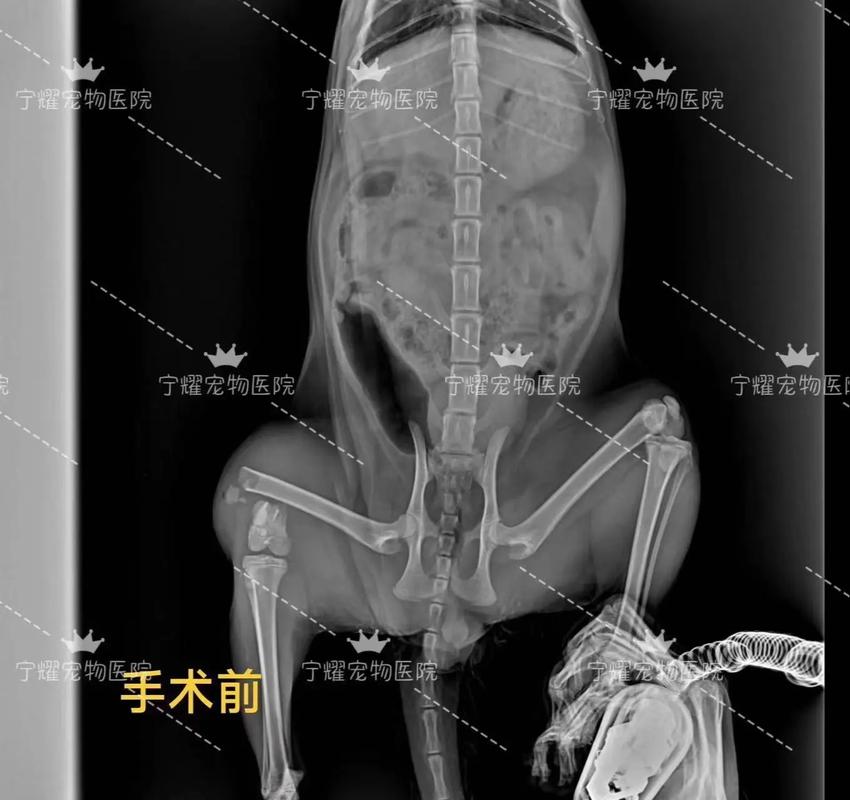 貓咪的骨頭斷了，如何正確處理與關(guān)愛