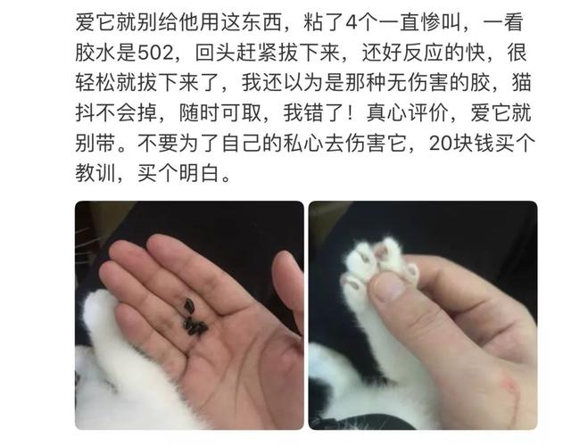 揭秘貓咪指甲手術(shù)，讓你的毛孩子更健康