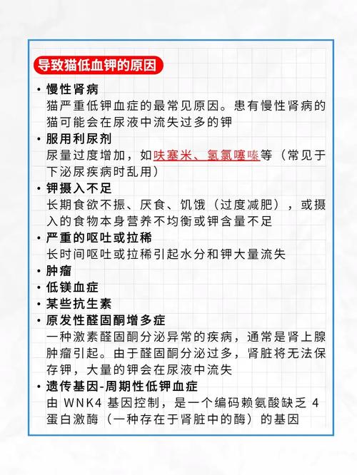 貓咪血鉀水平異常高，了解原因與管理