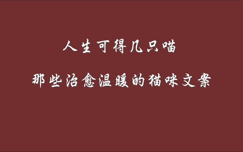 貓咪，選擇獨(dú)處還是尋求溫暖？