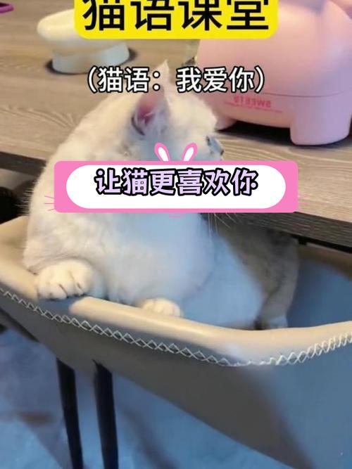 貓咪不親近主人