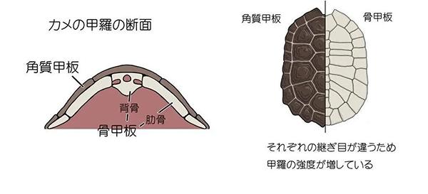 貓咪的尿液顏色密碼，了解它們健康狀態(tài)的線索