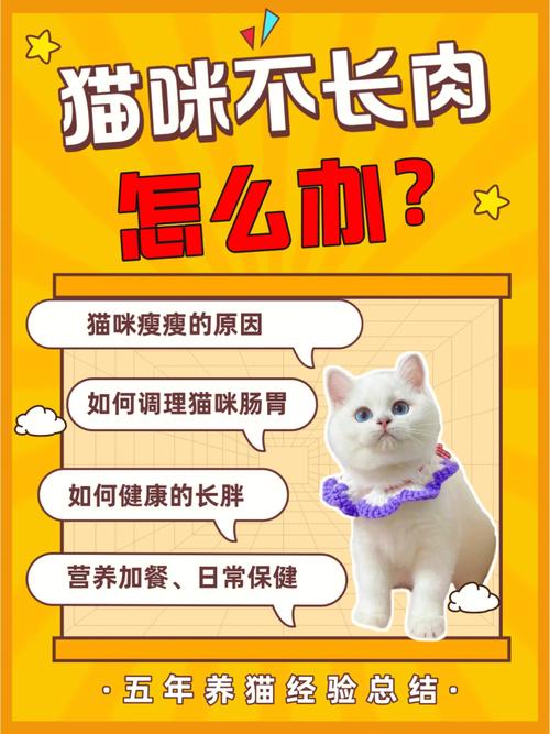 貓咪飼養(yǎng)全攻略，輕松成為貓咪的好朋友