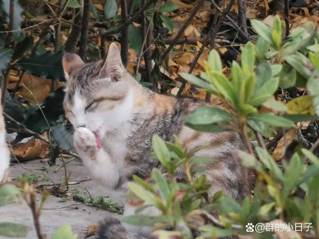 貓咪的秘密花園，探索貓砂盆里的小世界