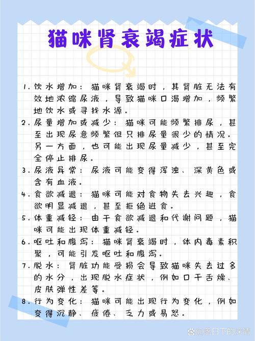 貓咪肝腎衰竭，了解癥狀與早期治療的重要性