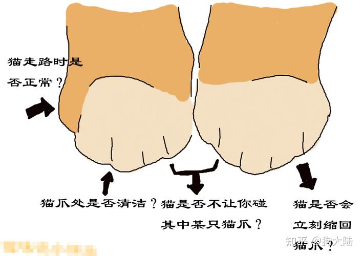 貓咪的克星？揭秘貓爪如何成為無敵武器