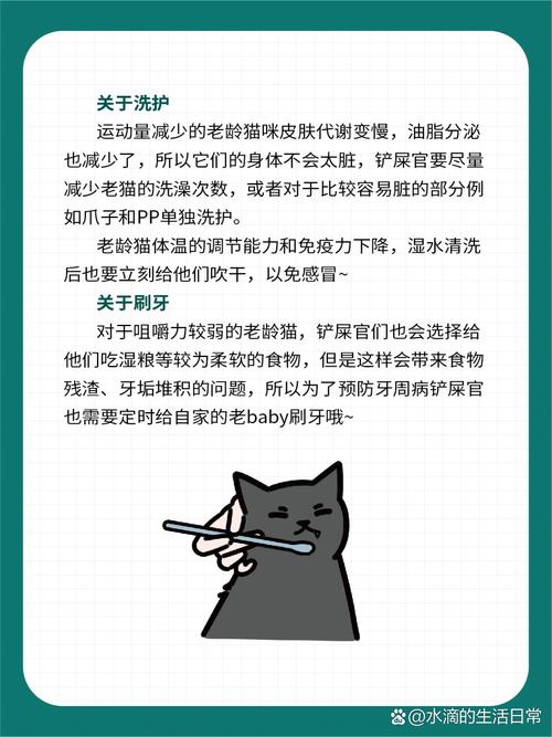 探索貓咪的老年生活，理解它們的特殊需求