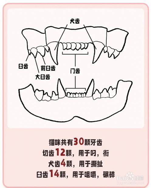 揭秘貓咪牙齒黑的秘密