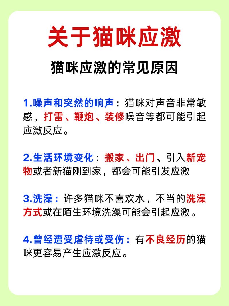 貓咪為何變得膽小，探究原因與應(yīng)對策略