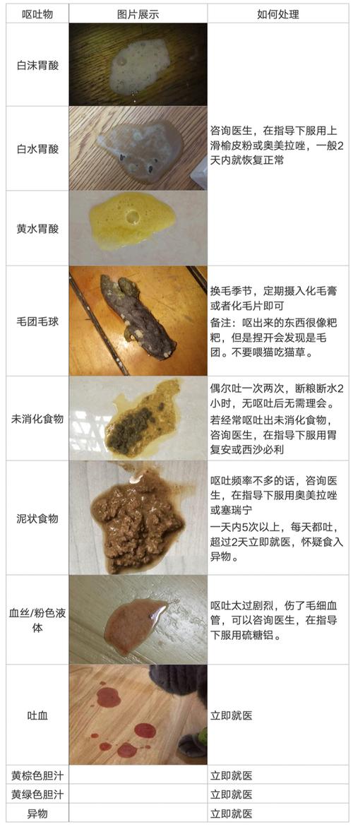 貓咪突然拉稀嘔吐？你需要知道的緊急處理指南