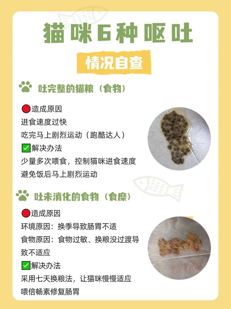 貓咪手術(shù)后嘔吐，了解原因與護(hù)理