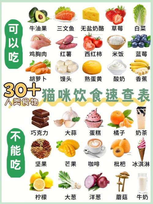 貓咪飲食健康，如何為毛孩子選擇合適的食物