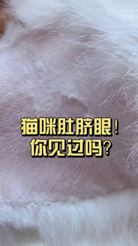 貓咪的肚臍眼在哪兒？