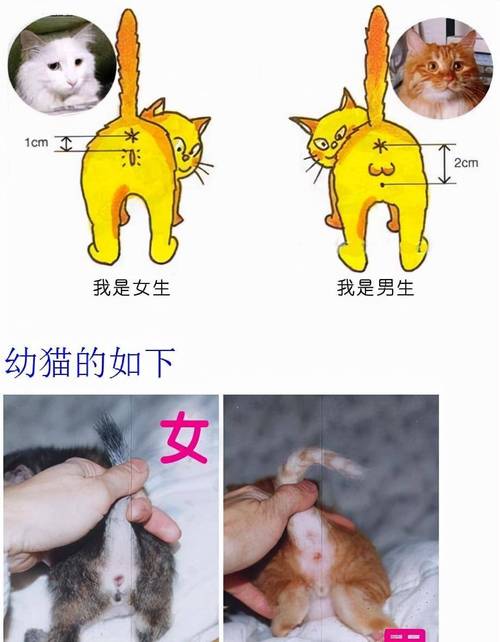 揭秘貓咪的性別差異，公貓與母貓的外貌和性格特點(diǎn)