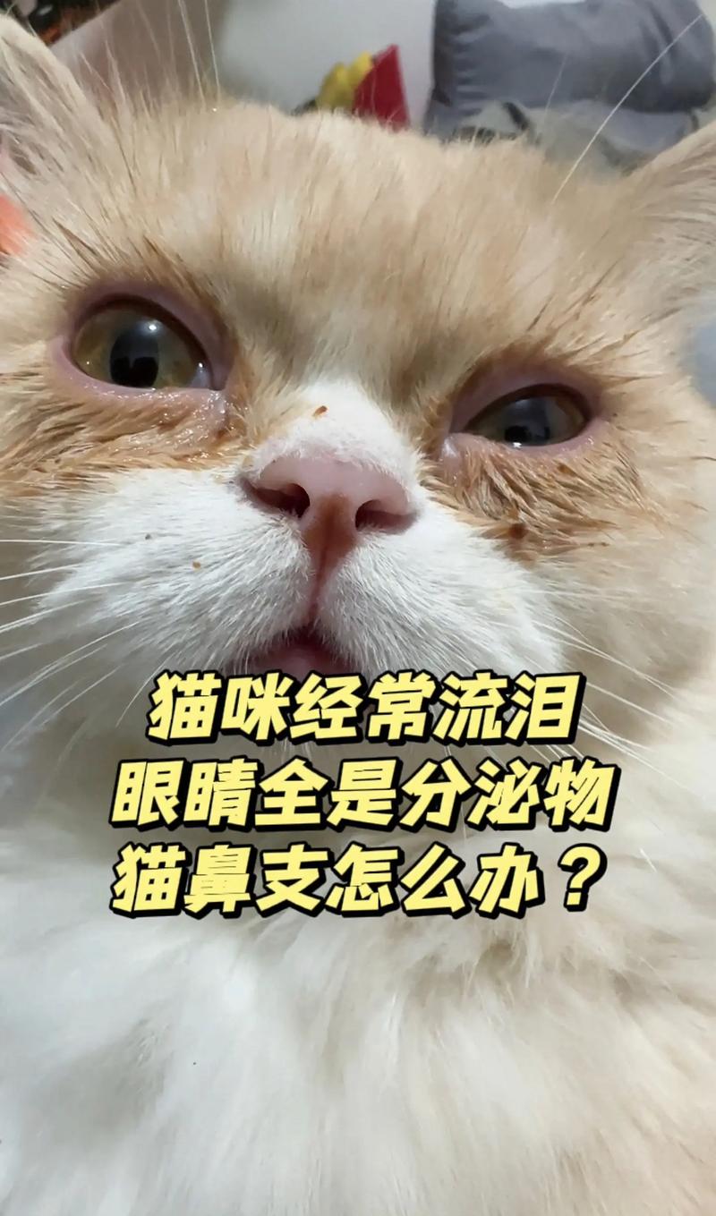 貓咪為何總是睜不開眼？揭秘流淚的奧秘