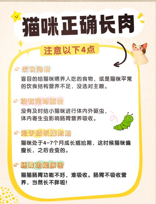 輕松為您的貓咪增添活力與健康——科學(xué)的貓咪增肥指南