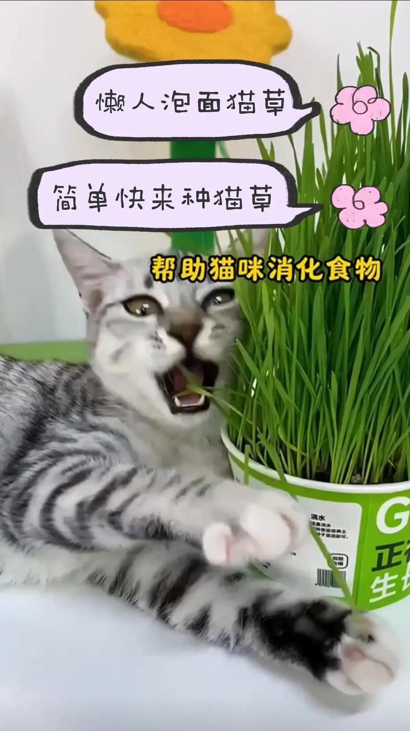 貓咪真的需要貓草嗎？