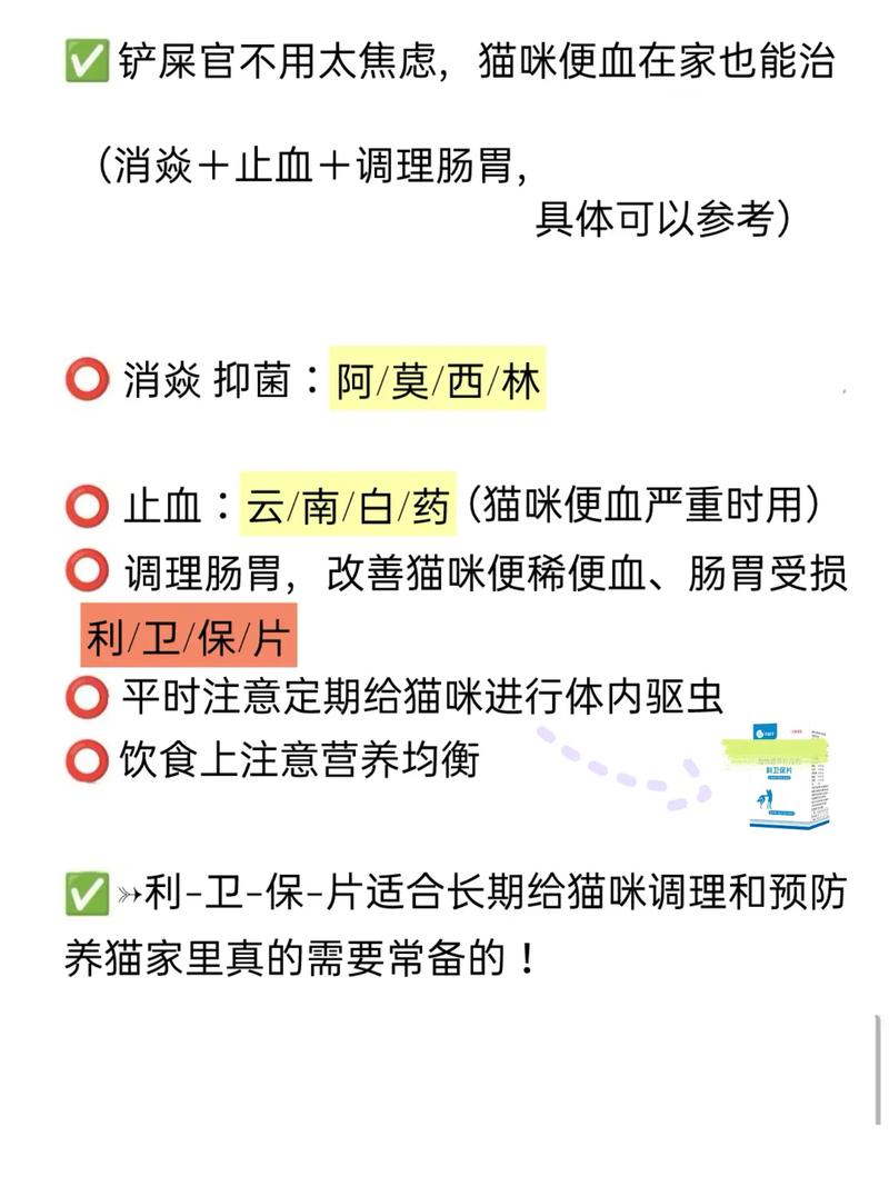 貓咪便血的處理方法與藥物選擇