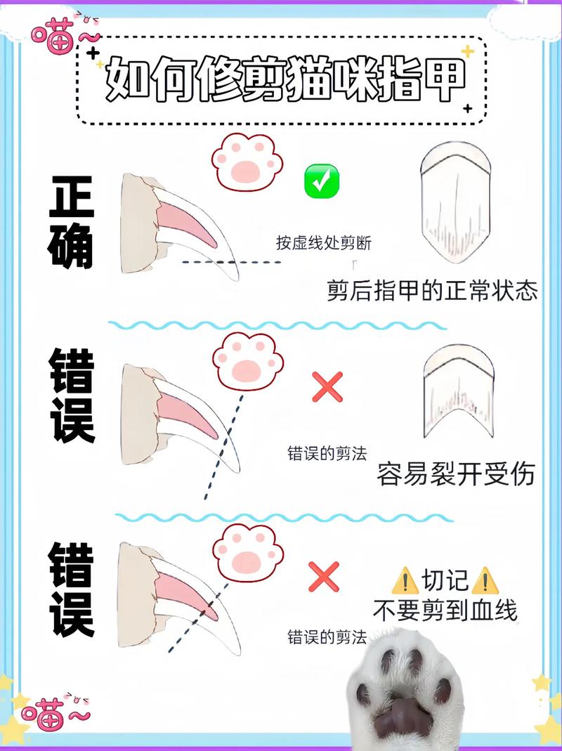 讓毛孩子更健康，貓咪剪指甲的五大好處