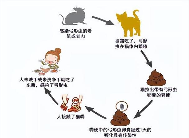 揭秘貓咪如何檢測(cè)弓形蟲感染