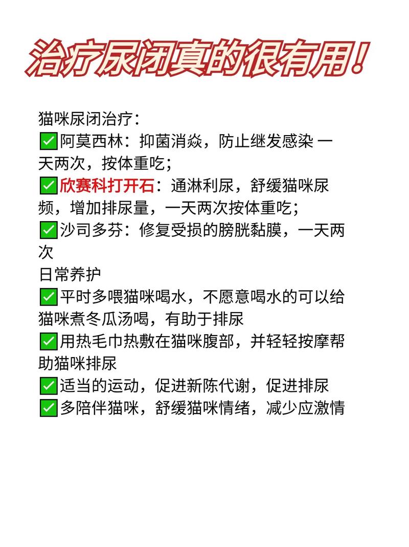 解決貓咪排尿困難的實用指南