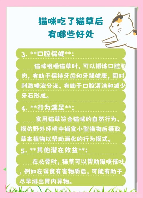 揭秘貓咪的健康秘密，如何正確給貓進(jìn)行灌腸