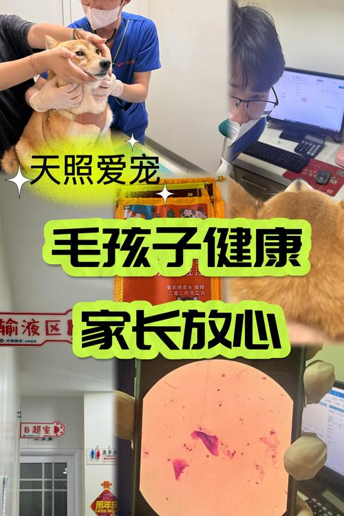 輕松保持毛孩子健康