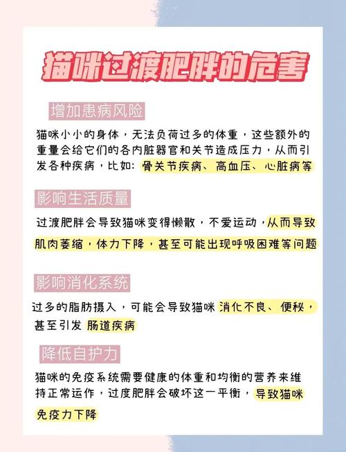 貓咪腹部異常增大？可能的健康隱患需警惕