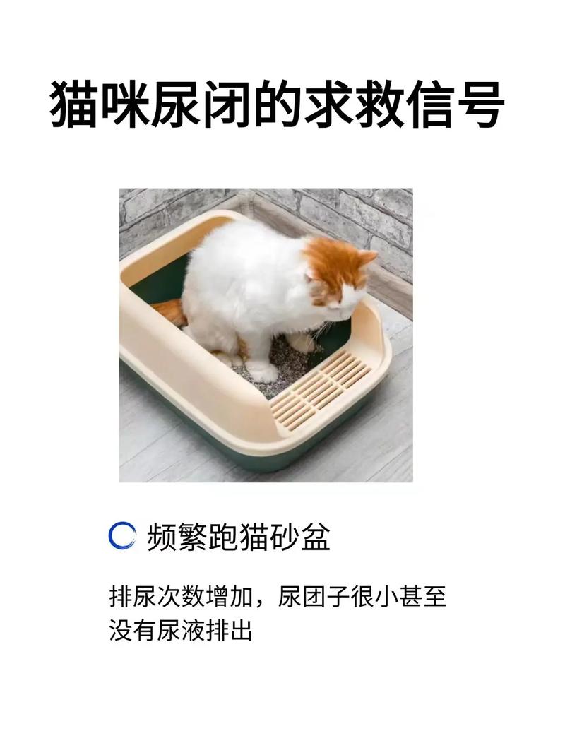 貓咪大便頻率異常？——揭秘貓咪日常排泄行為的健康信號