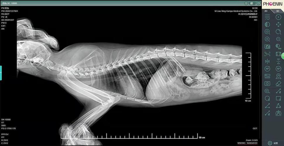 如何通過(guò)X光片讀懂愛(ài)寵的喜訊