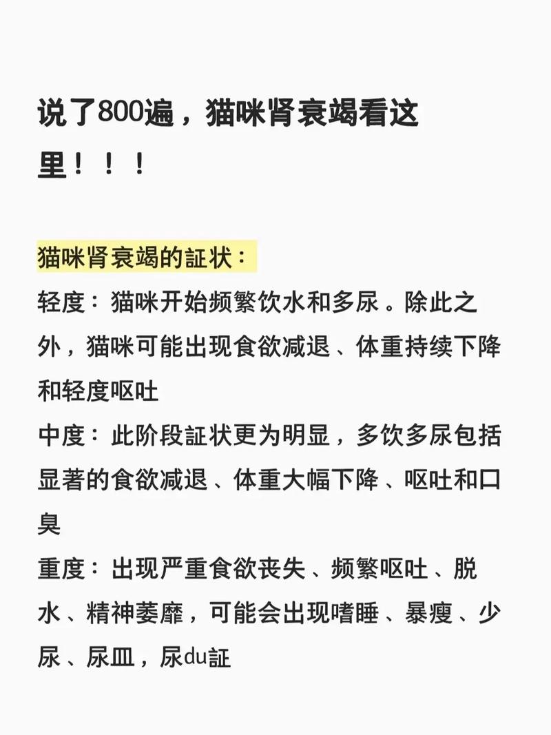 貓咪腎病，了解癥狀與護(hù)理要點(diǎn)