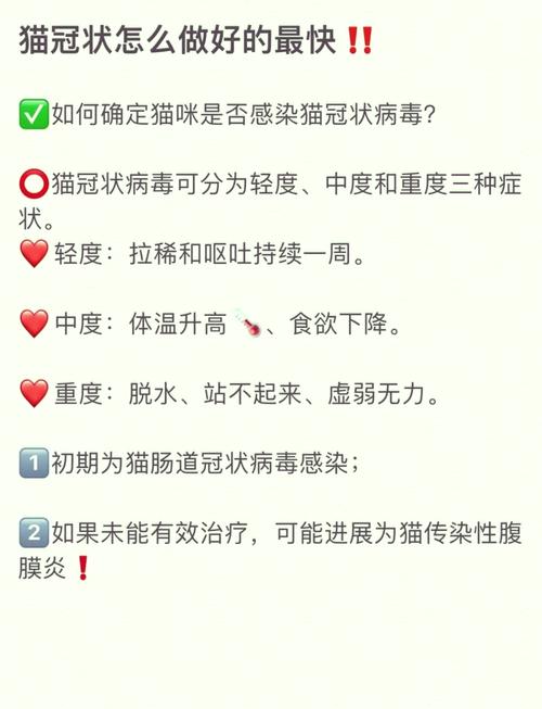 貓咪流感，了解癥狀與有效治療方法