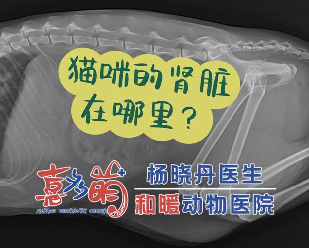 貓咪掉腎？揭秘寵物健康誤區(qū)