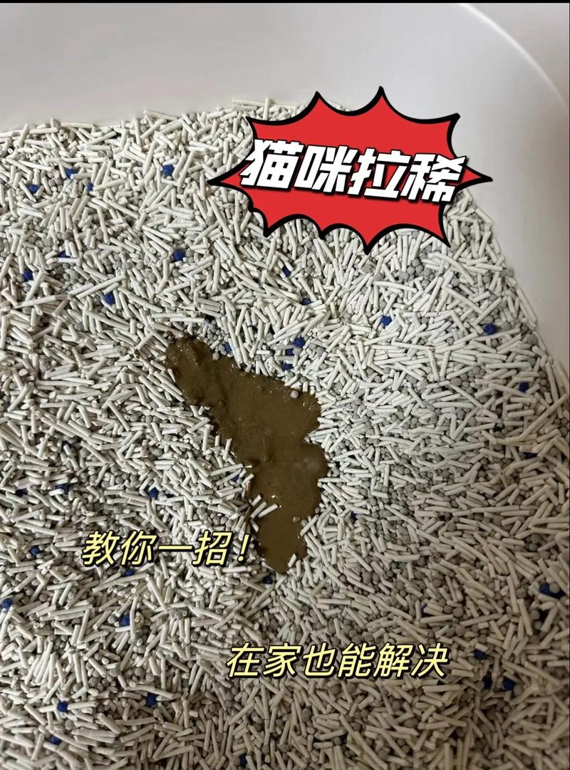 貓咪拉稀怎么辦？這五步喂養(yǎng)法助你快速恢復