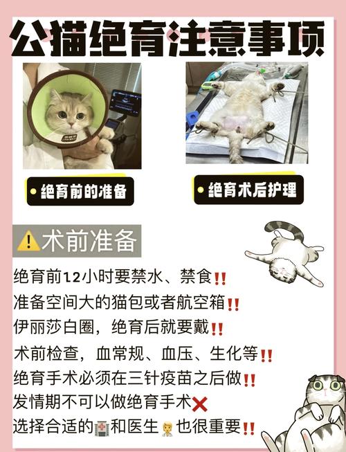 貓咪絕育后的快樂新生活