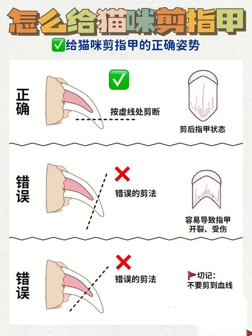 貓咪剪指甲的好處及護(hù)理方法