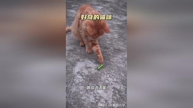 貓咪的悲劇，為何我們的愛寵會(huì)遭遇如此困境？