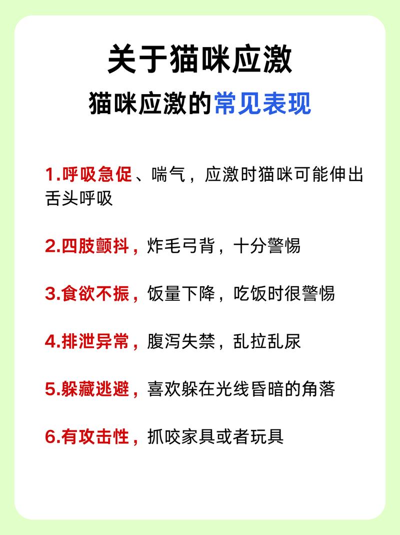 貓咪呼吸急促？了解常見(jiàn)原因與護(hù)理方法