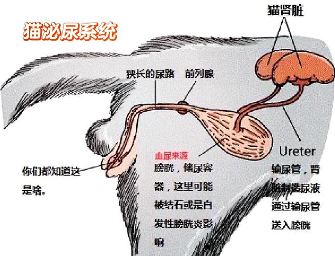 揭秘貓咪的膀胱，位置、功能與常見問題