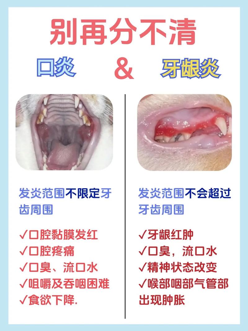 貓咪口炎，寵物健康與人類健康的橋梁