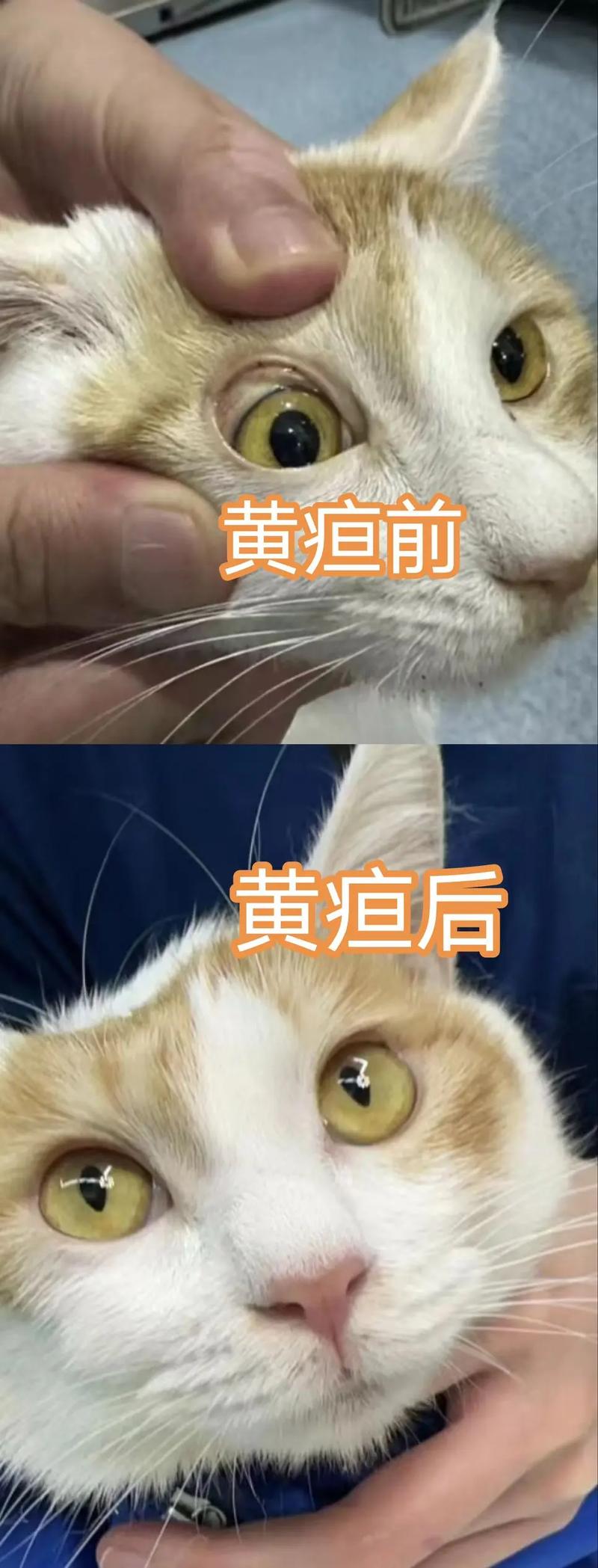 揭秘貓咪黃疸，癥狀與防治